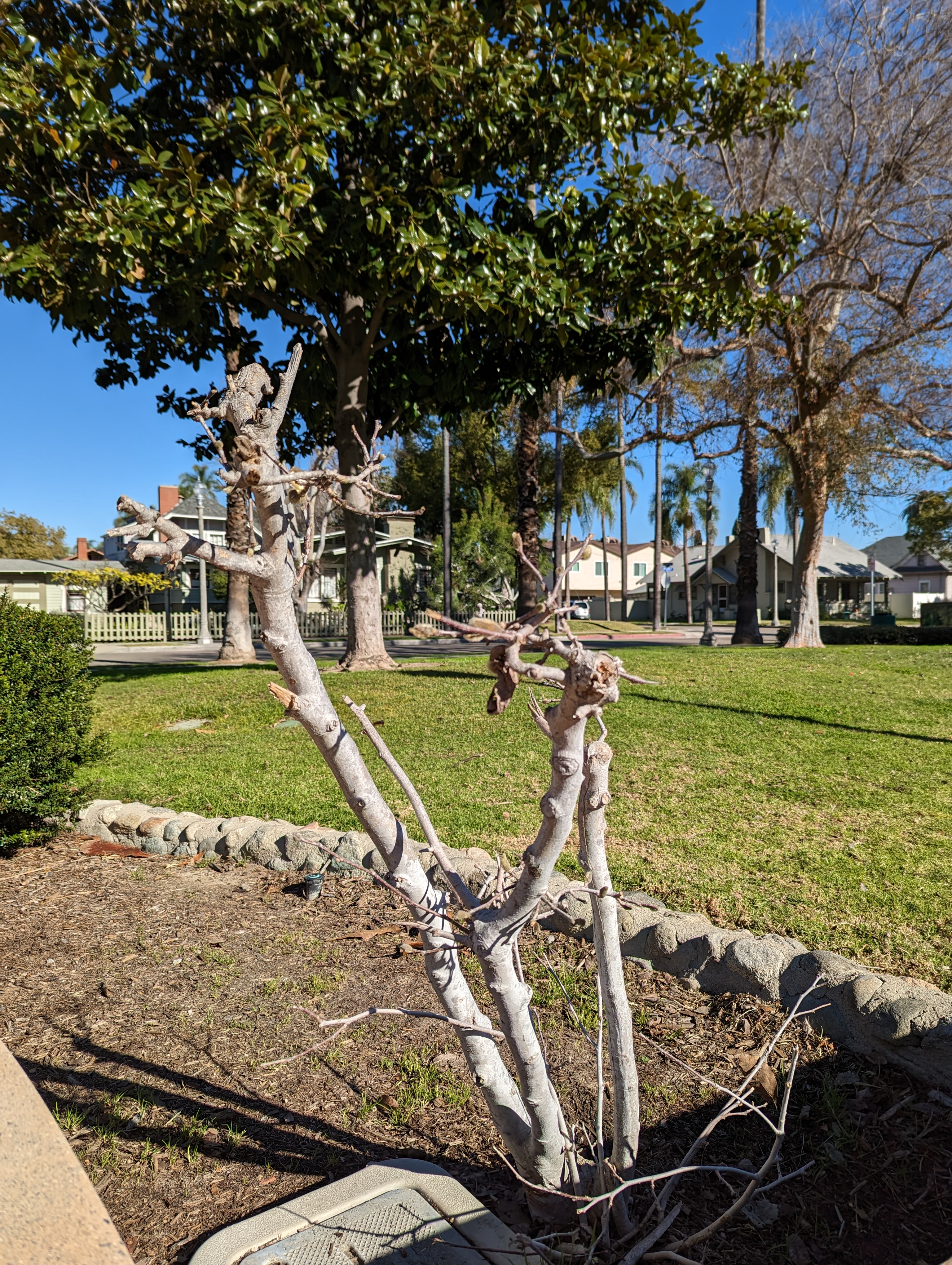 Trimmed tree taken with Pixel 7