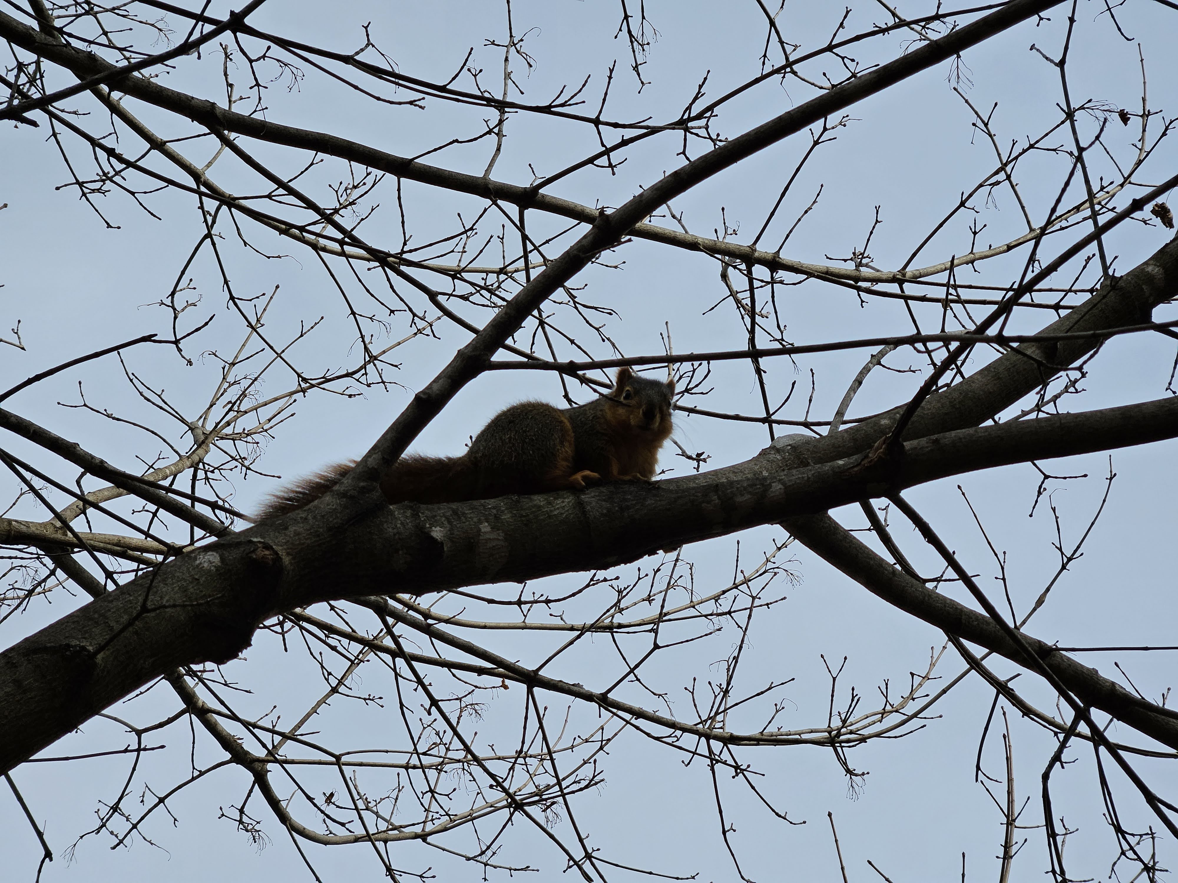 Samsung Galaxy S23 Plus photo of a squirrel in a tree.
