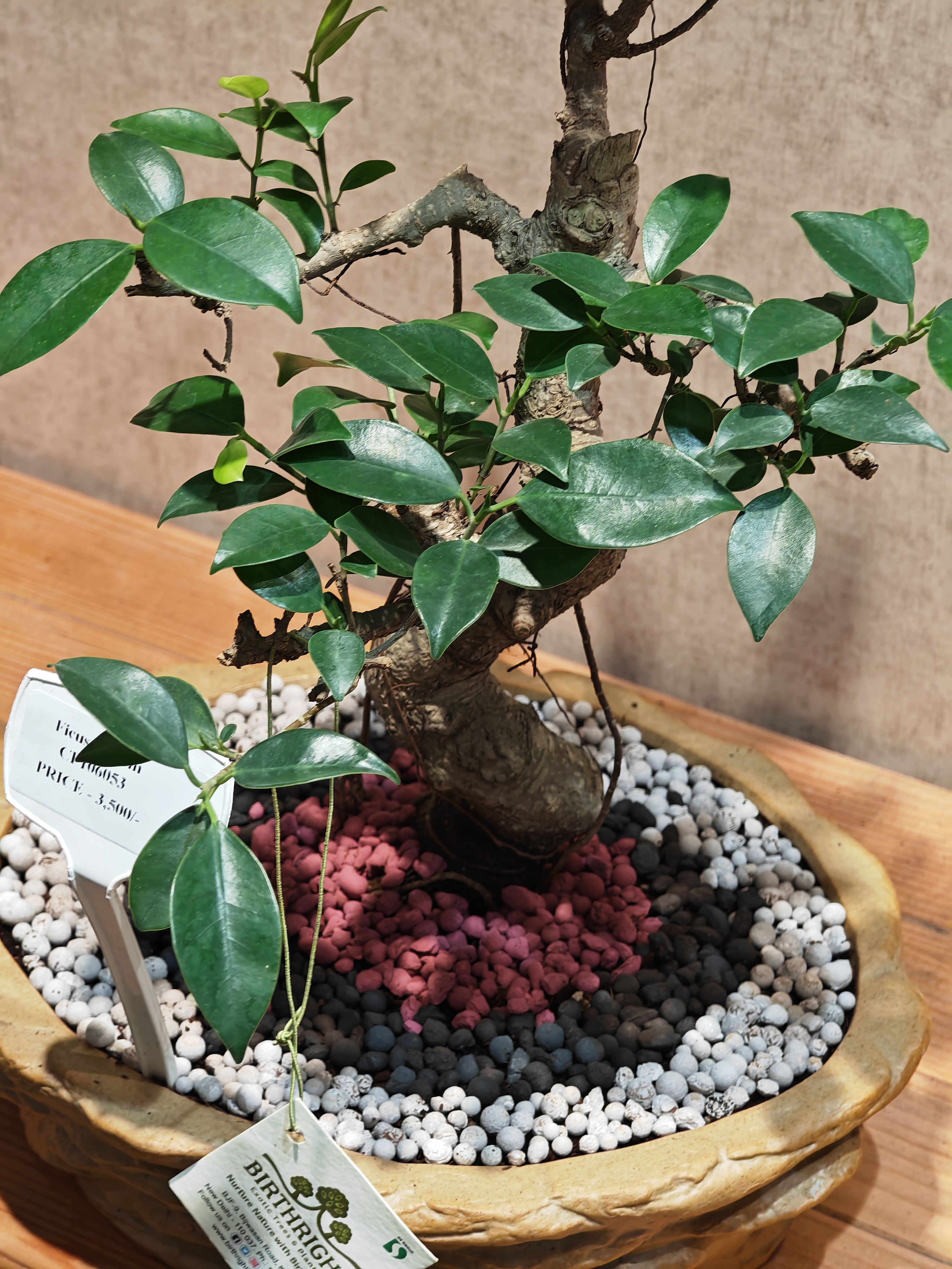 plant with pebbles in pot.