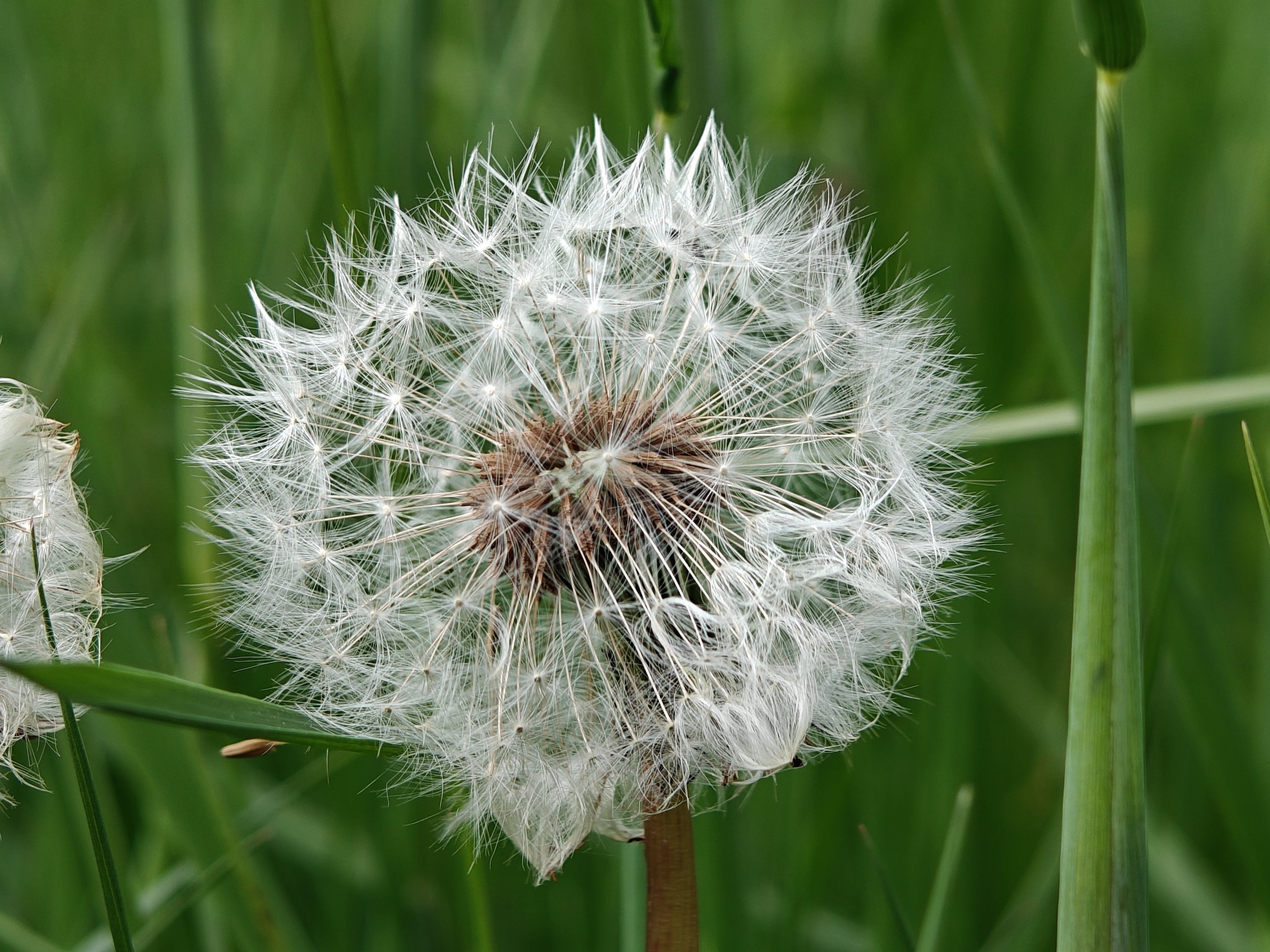 A photo taken with the Oppo Find X6 Pro's macro camera mode.