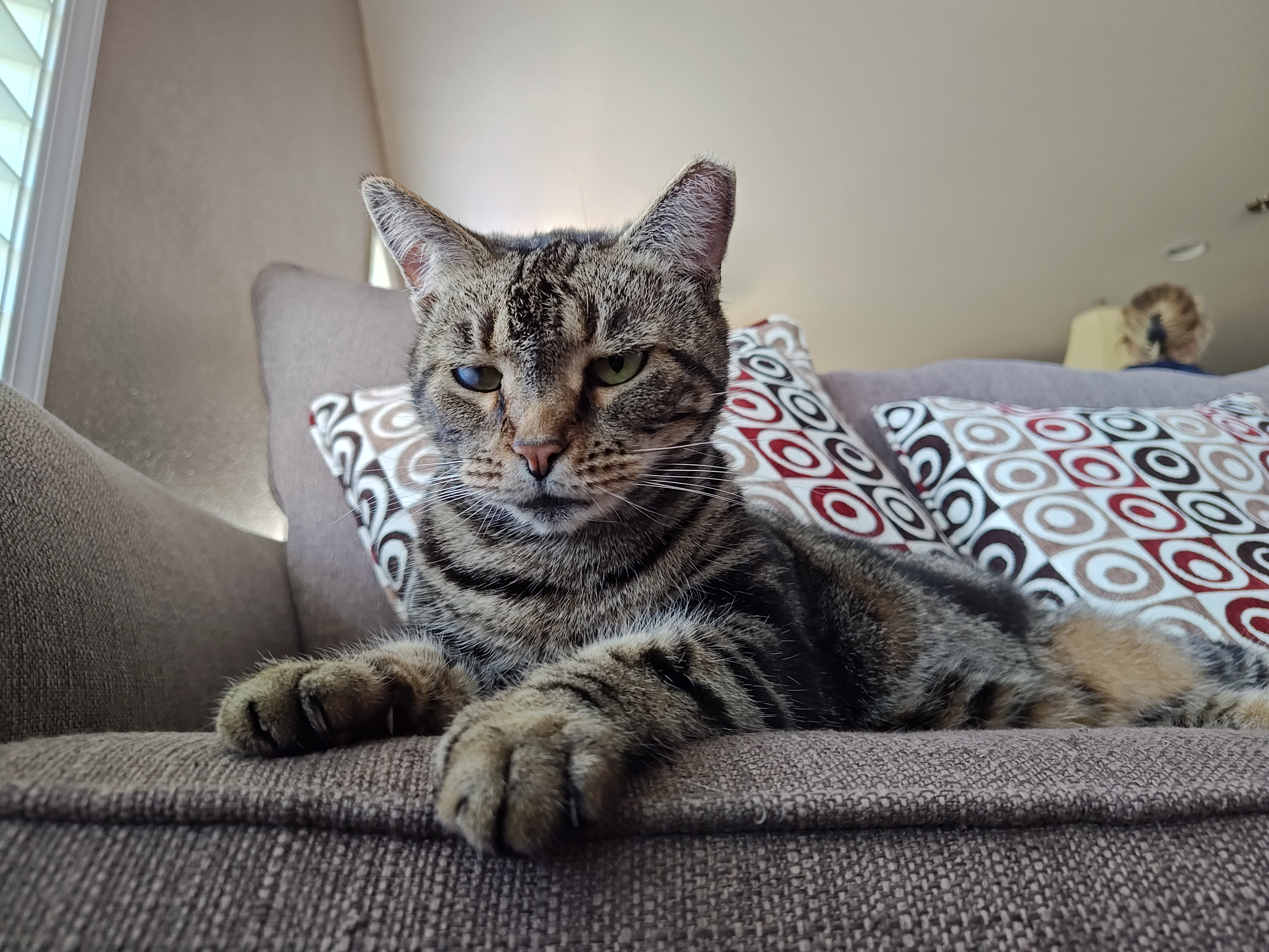 Photo of a striped cat sitting on a couch, taken with the Motorola Edge Plus (2023).