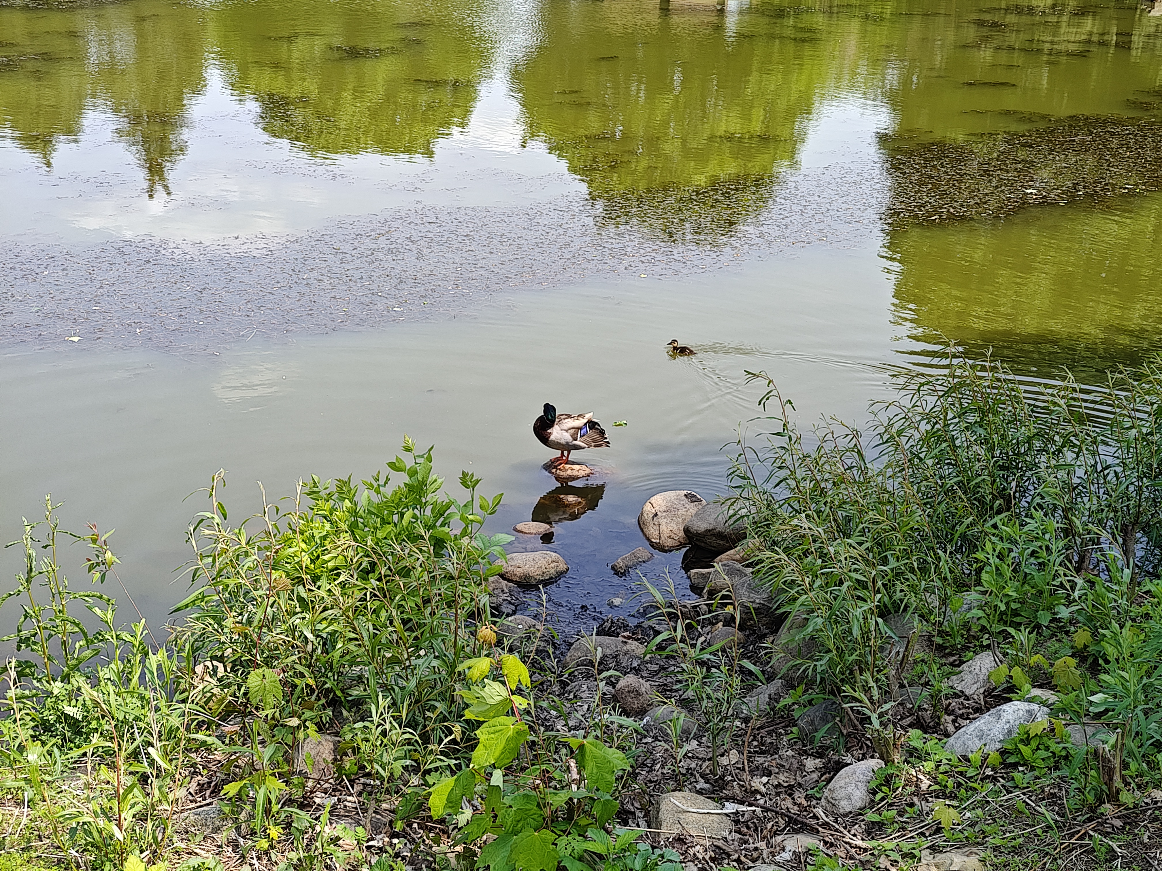 Photo of a duck on a rock, taken with the Motorola Edge Plus (2023).