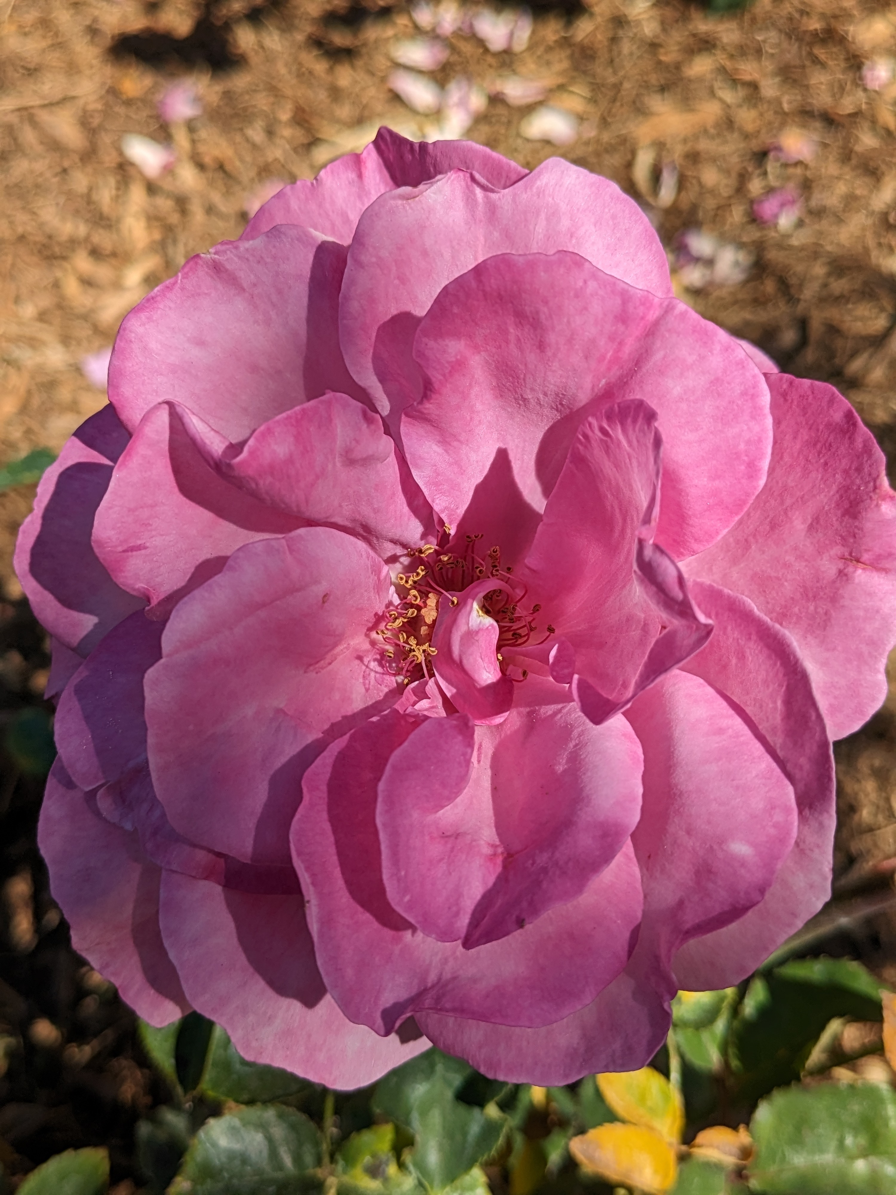 Pink flower taken with Google Pixel Fold.