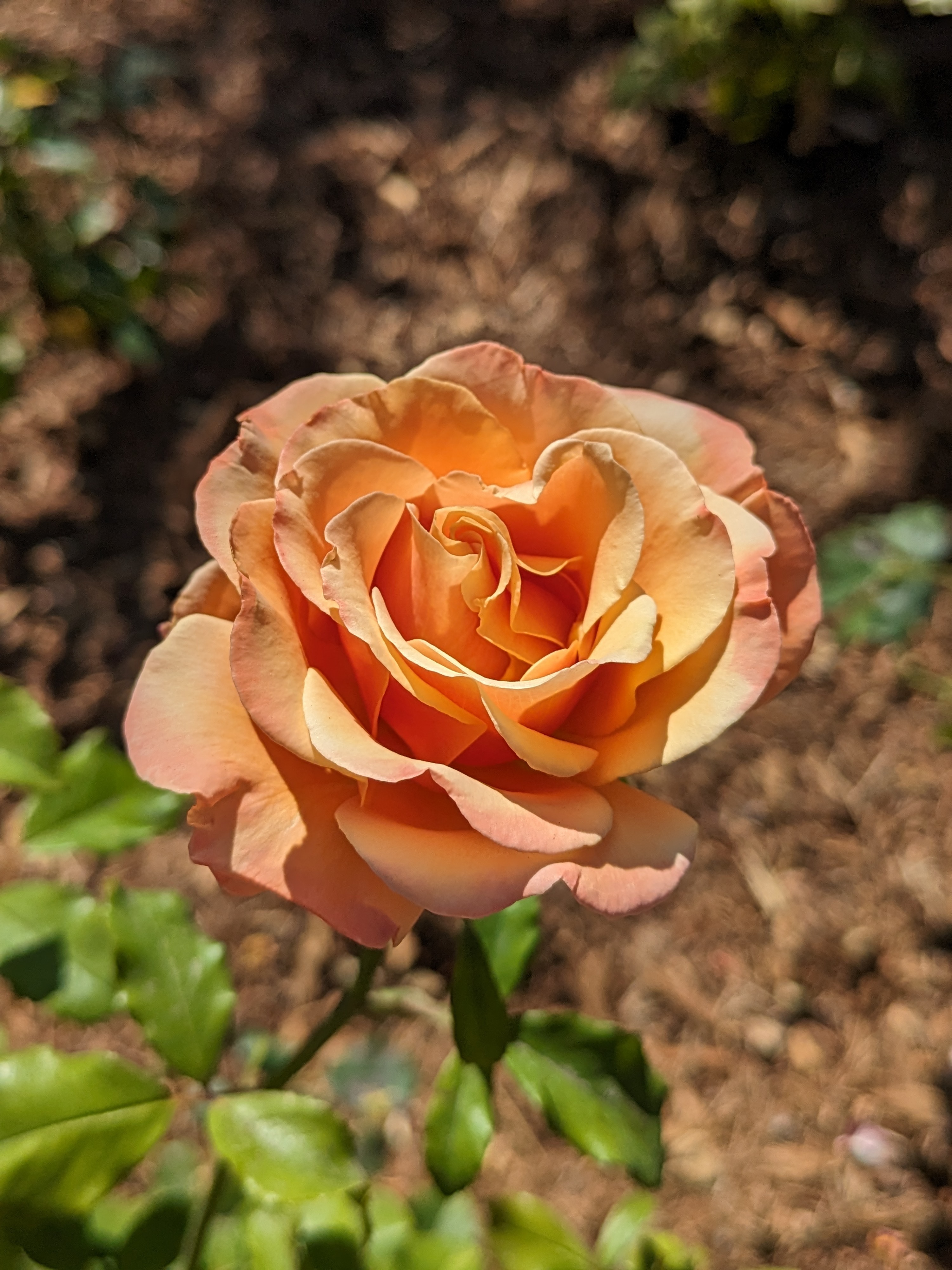 Orange flower taken with Google Pixel Fold.