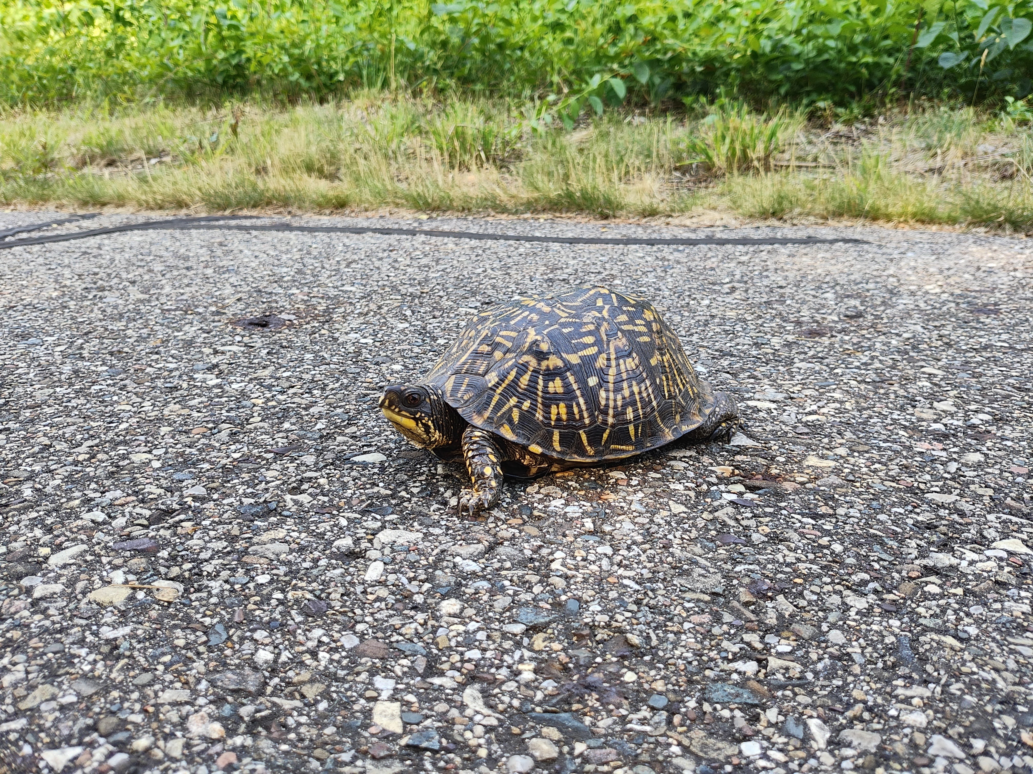 Close-up photo of a turtle, taken with the Motorola Razr Plus.