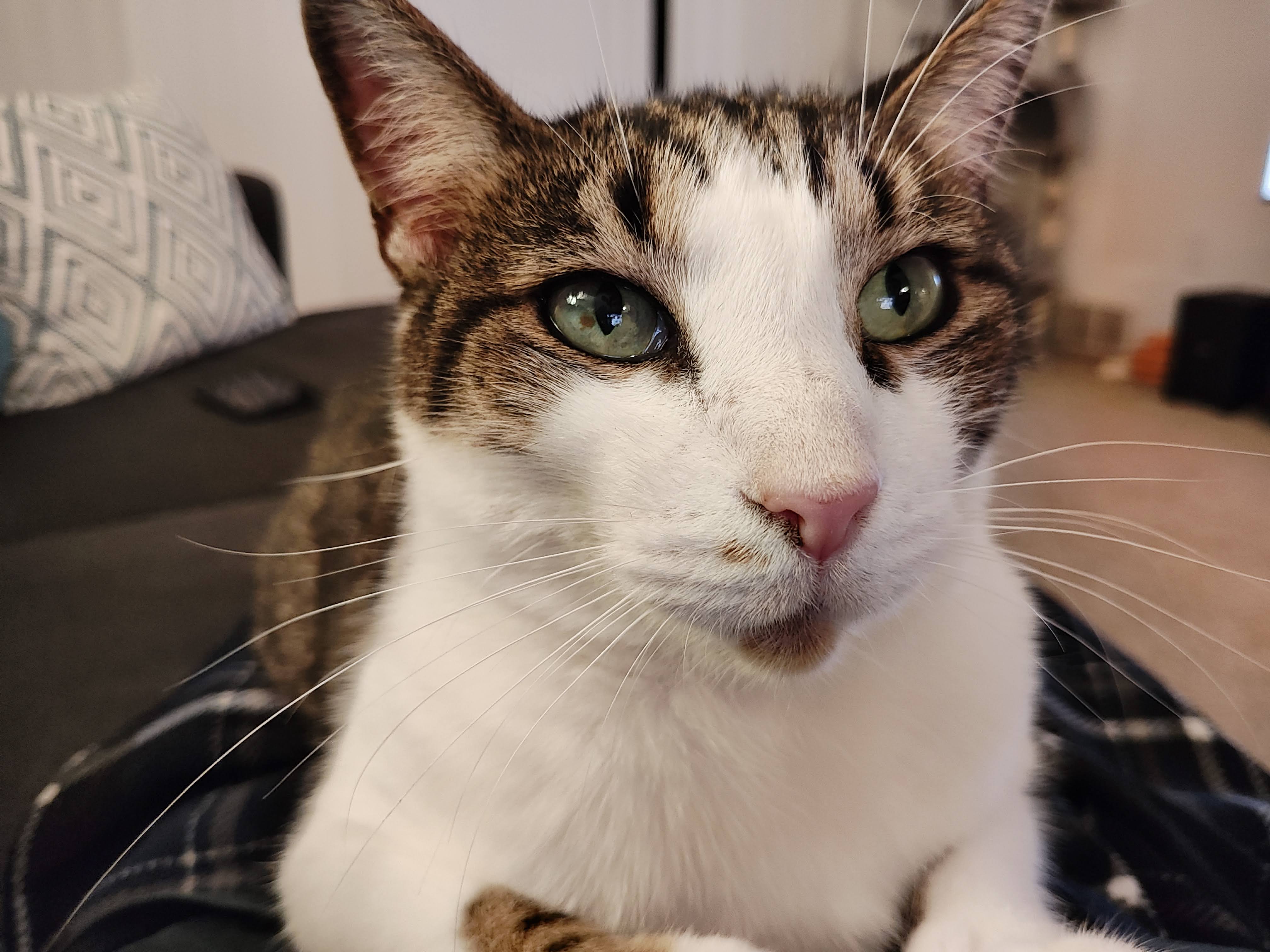 Close-up photo of a brown and white cat, taken with the Motorola Razr Plus.