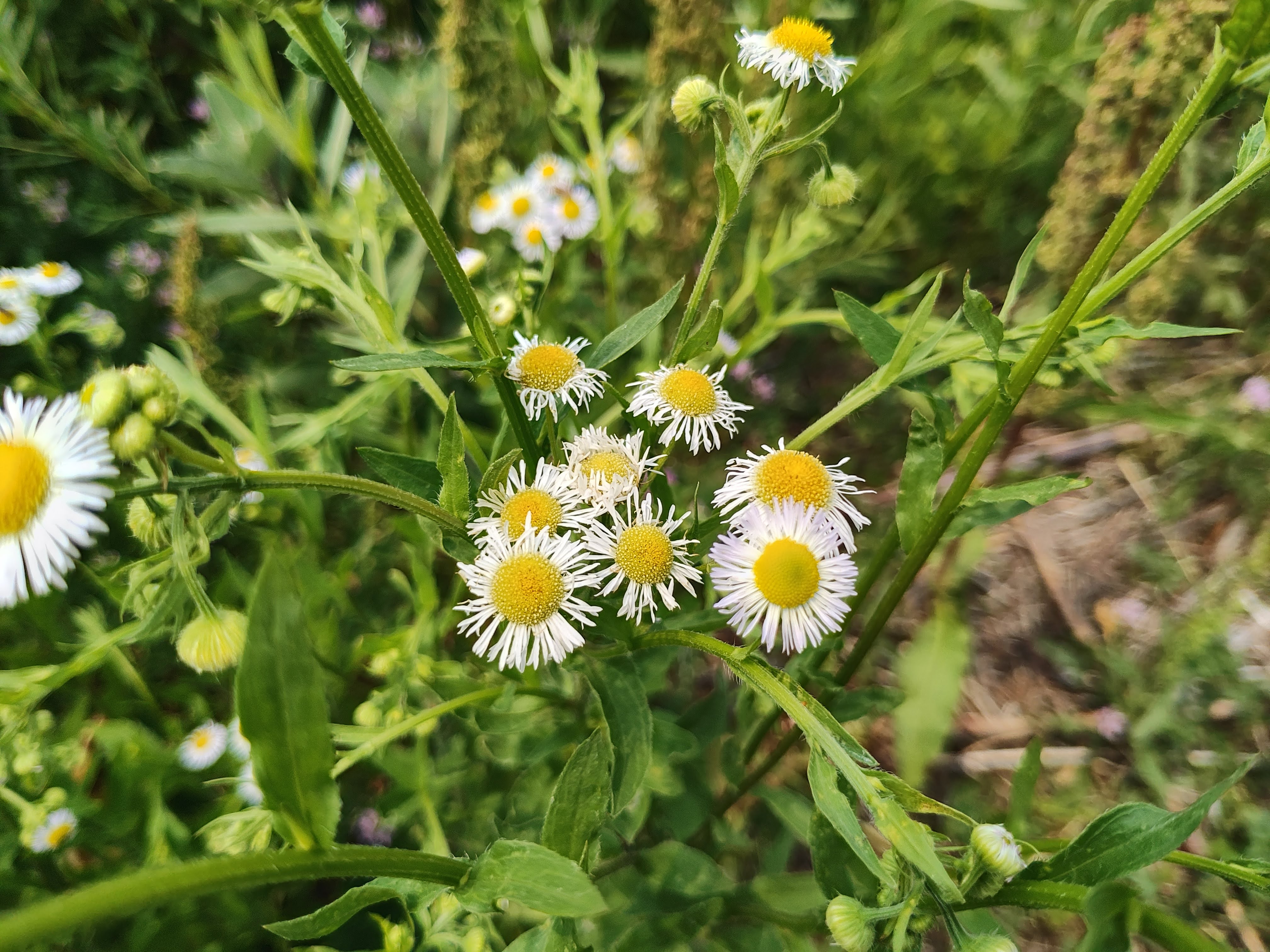 Photo of white and yellow flowers, taken with the Motorola Razr Plus.