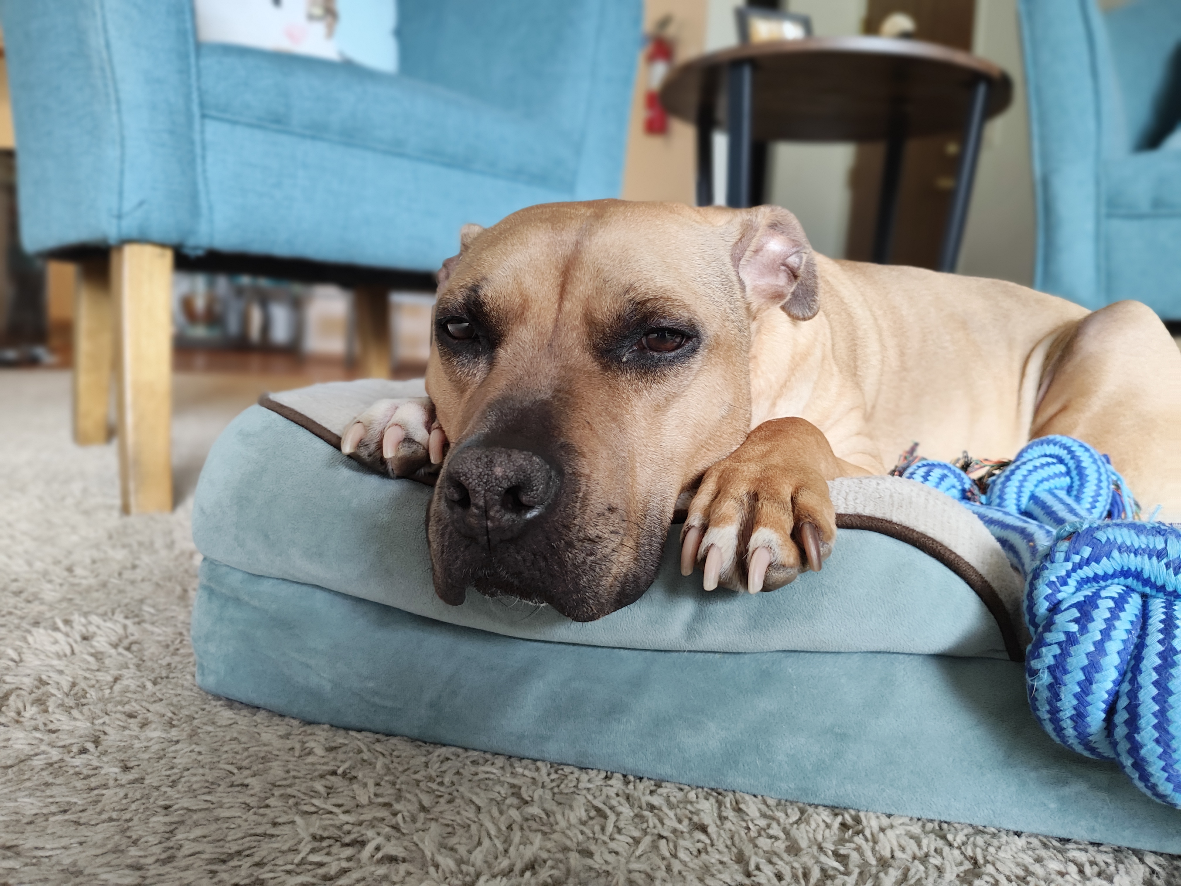 A sleepy dog laying in his blue bed, taken with the Motorola Razr Plus.