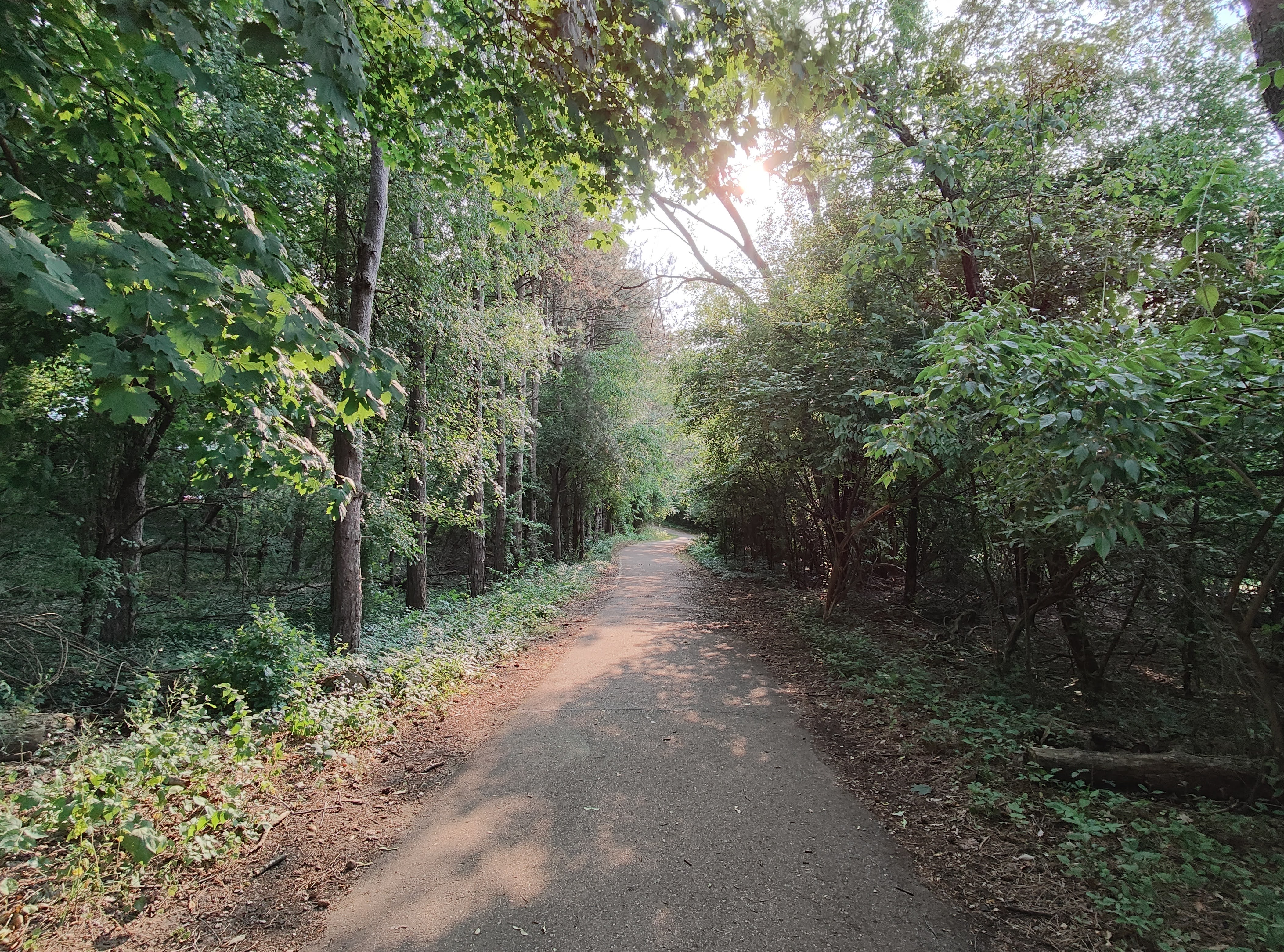 A nature trail with an overcast sky, taken with the Motorola Razr Plus.