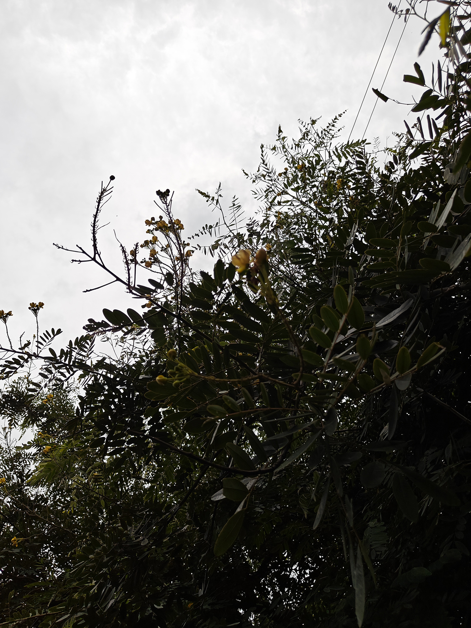 Branches and leaves against a cloudy sky in the background photographed with the OnePlus 11.