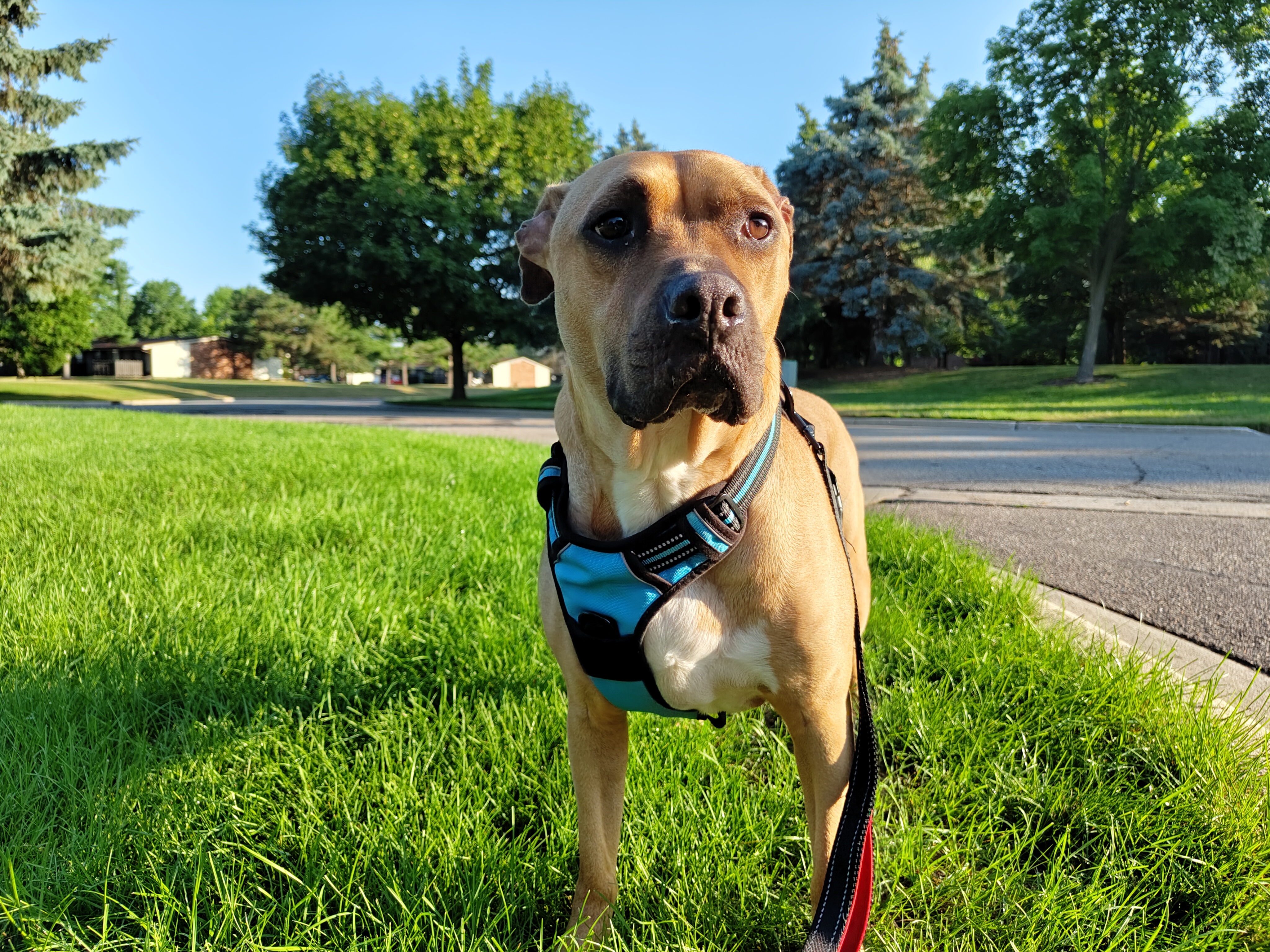 Photo of a dog with a blue harness on, taken with the Nothing Phone 2.