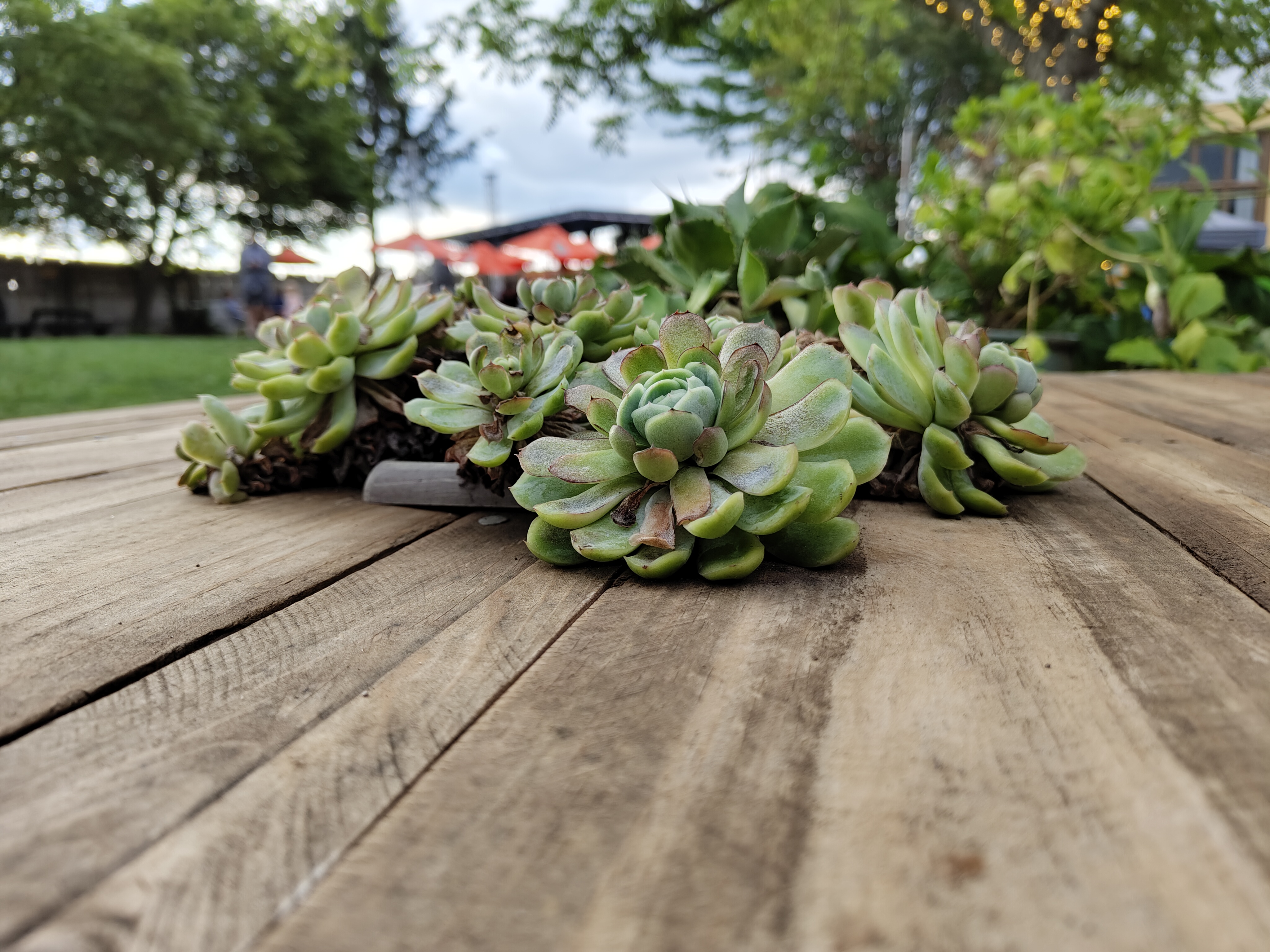 Photo of plants on a wooden table, taken with the Nothing Phone 2.