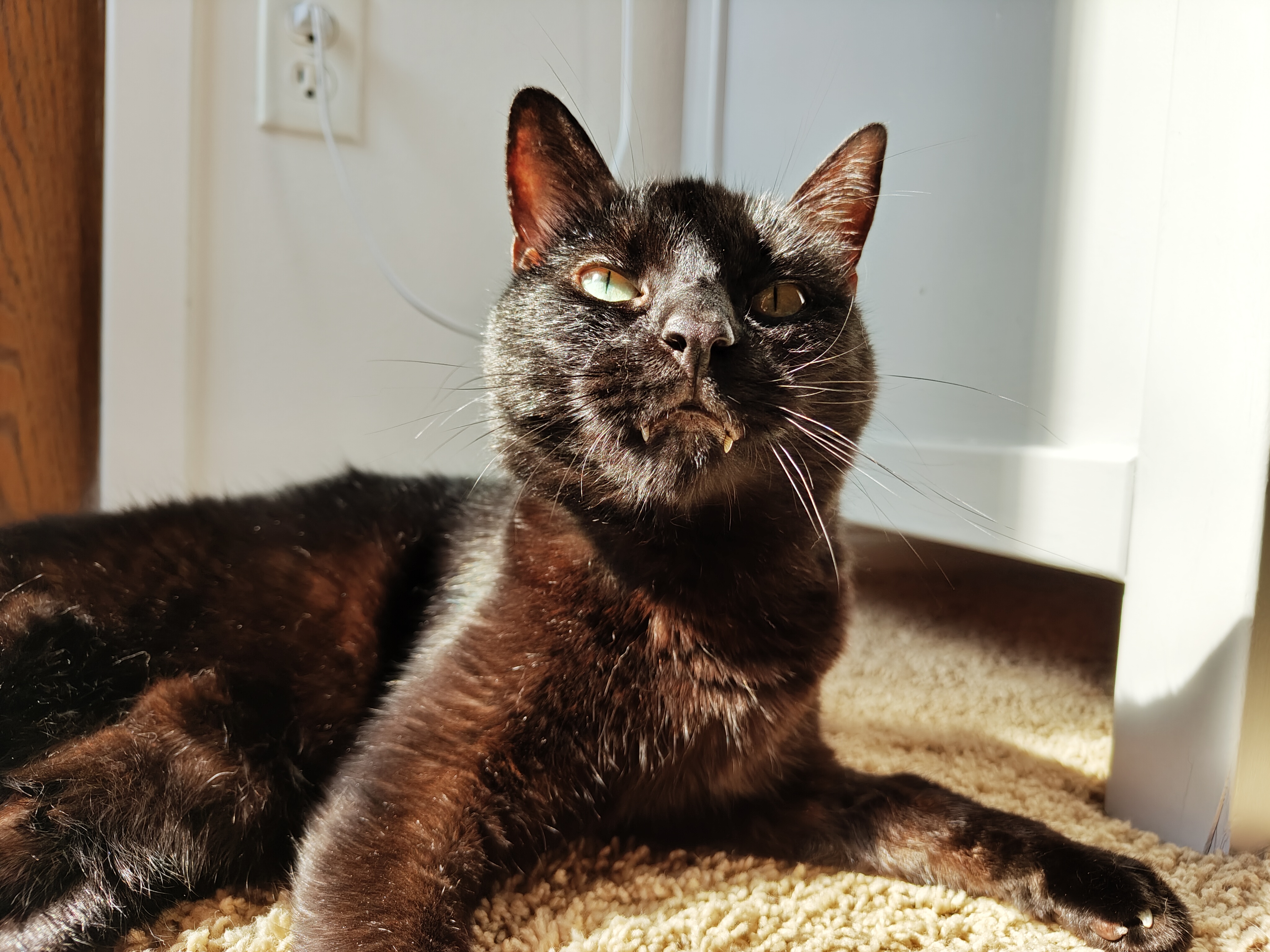 Photo of a black cat sitting in the sunshine from a window, taken with the Nothing Phone 2.