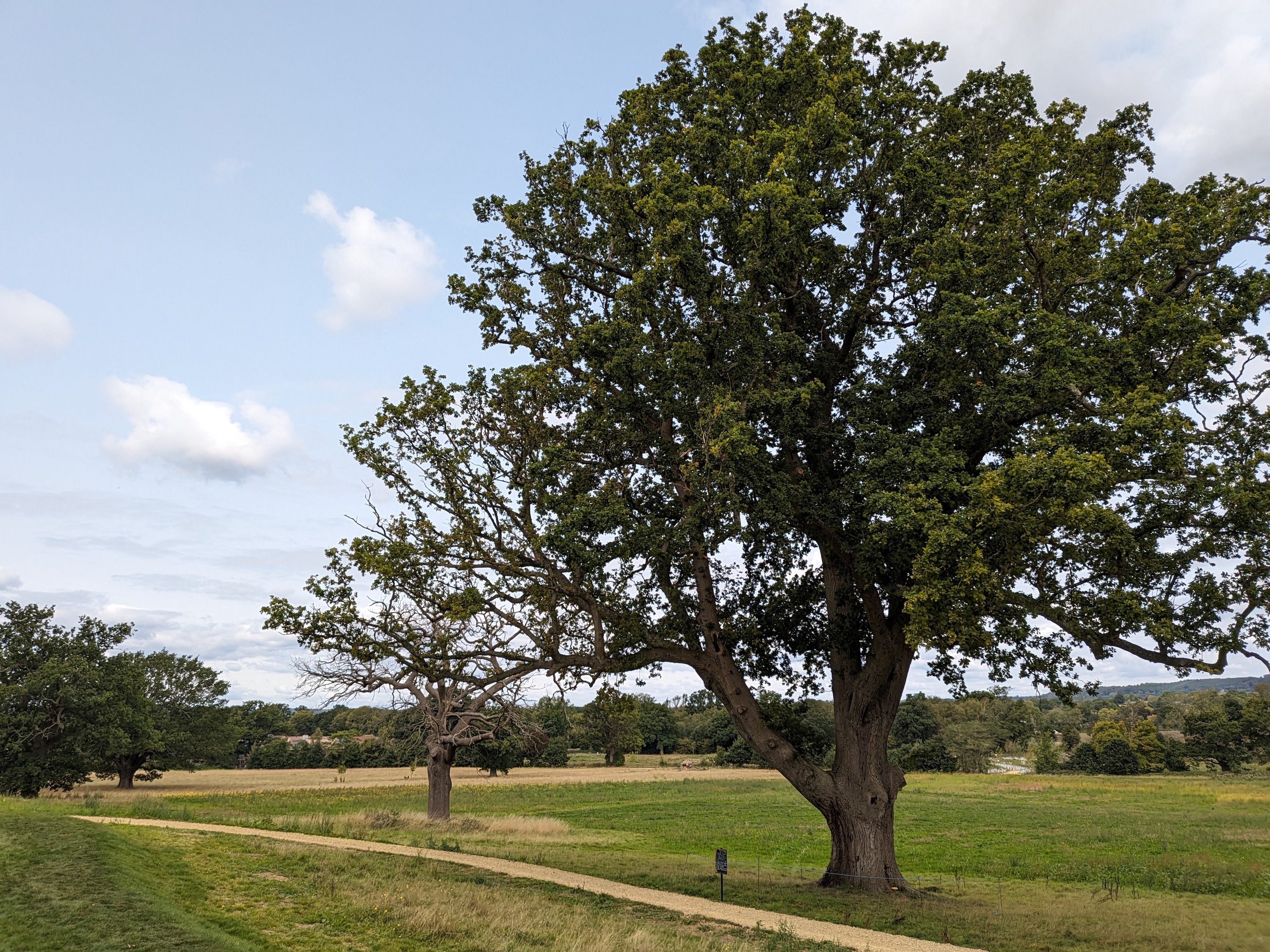 A photo taken with the Google Pixel Fold's main camera.