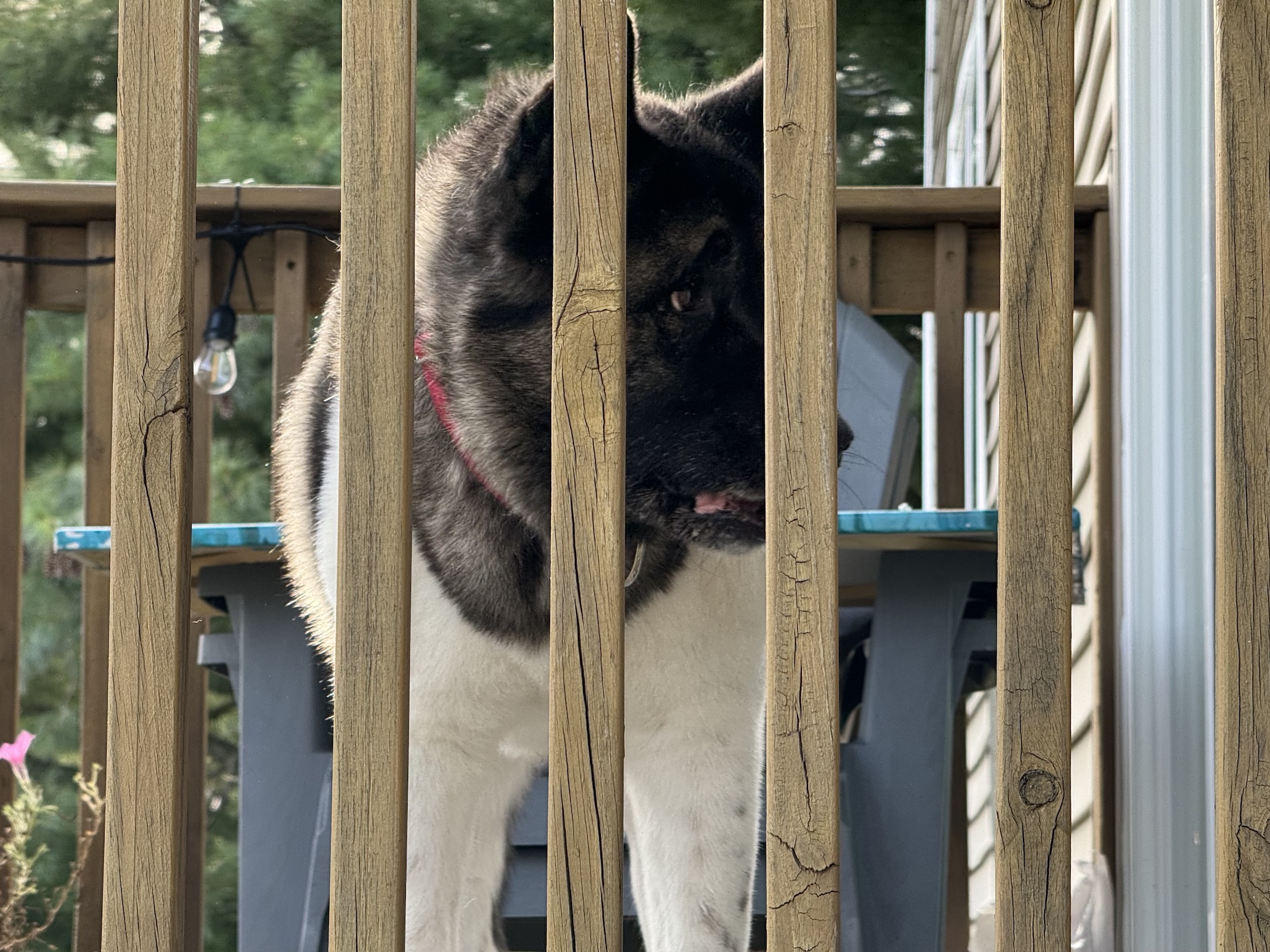 Photo of an akita dog, taken with the iPhone 15 Pro Max.