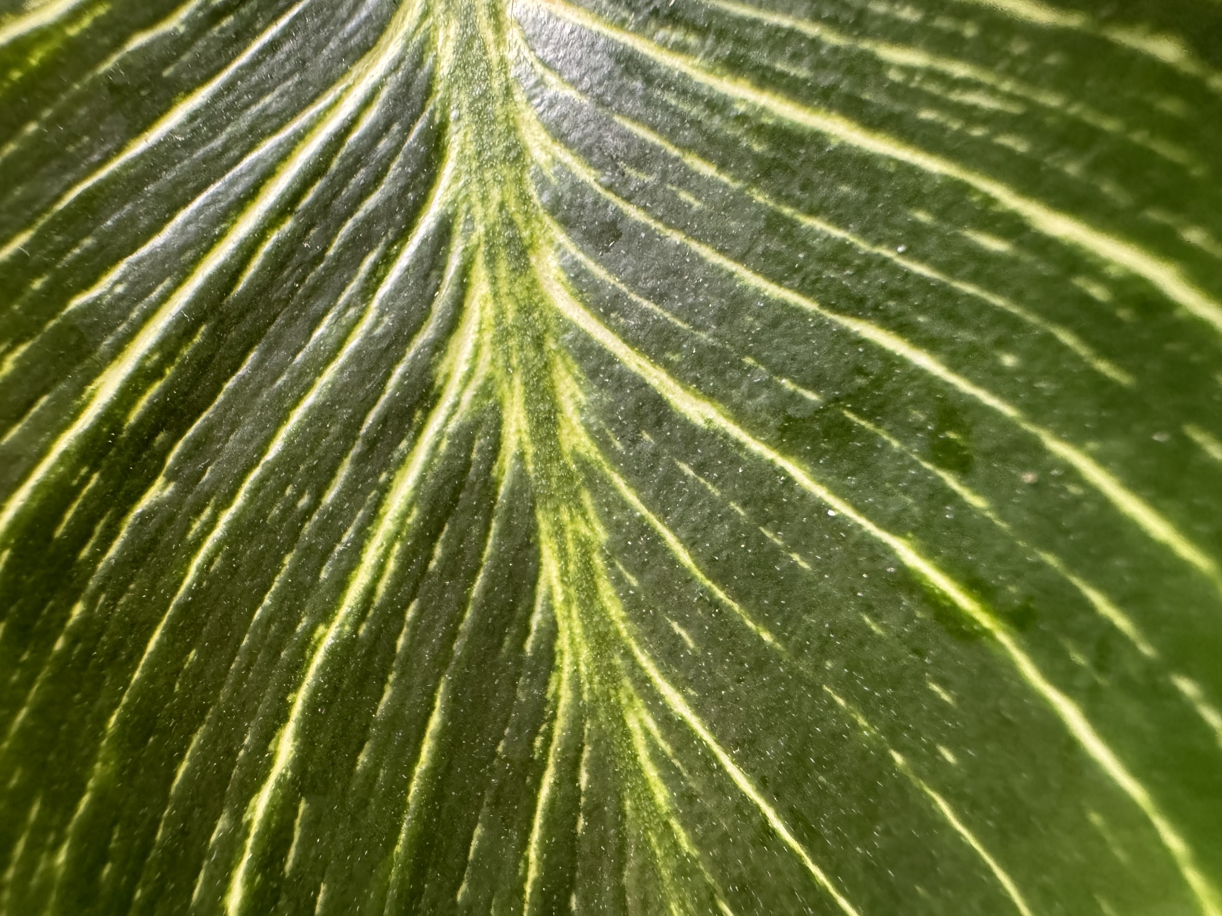 Macro photo of a leaf, taken with the iPhone 15 Pro Max.