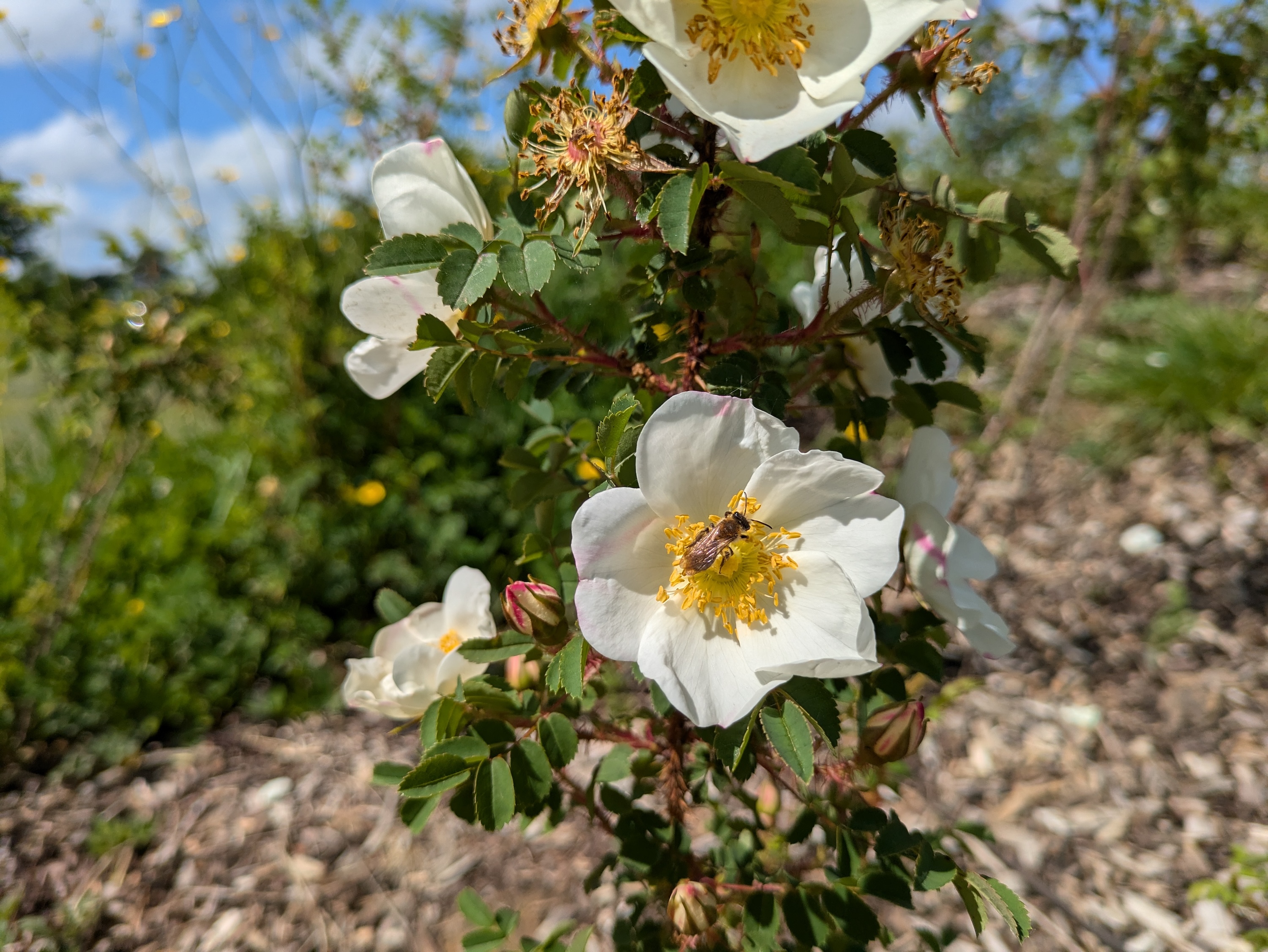 A photo taken with the Google Pixel 8a's main camera.