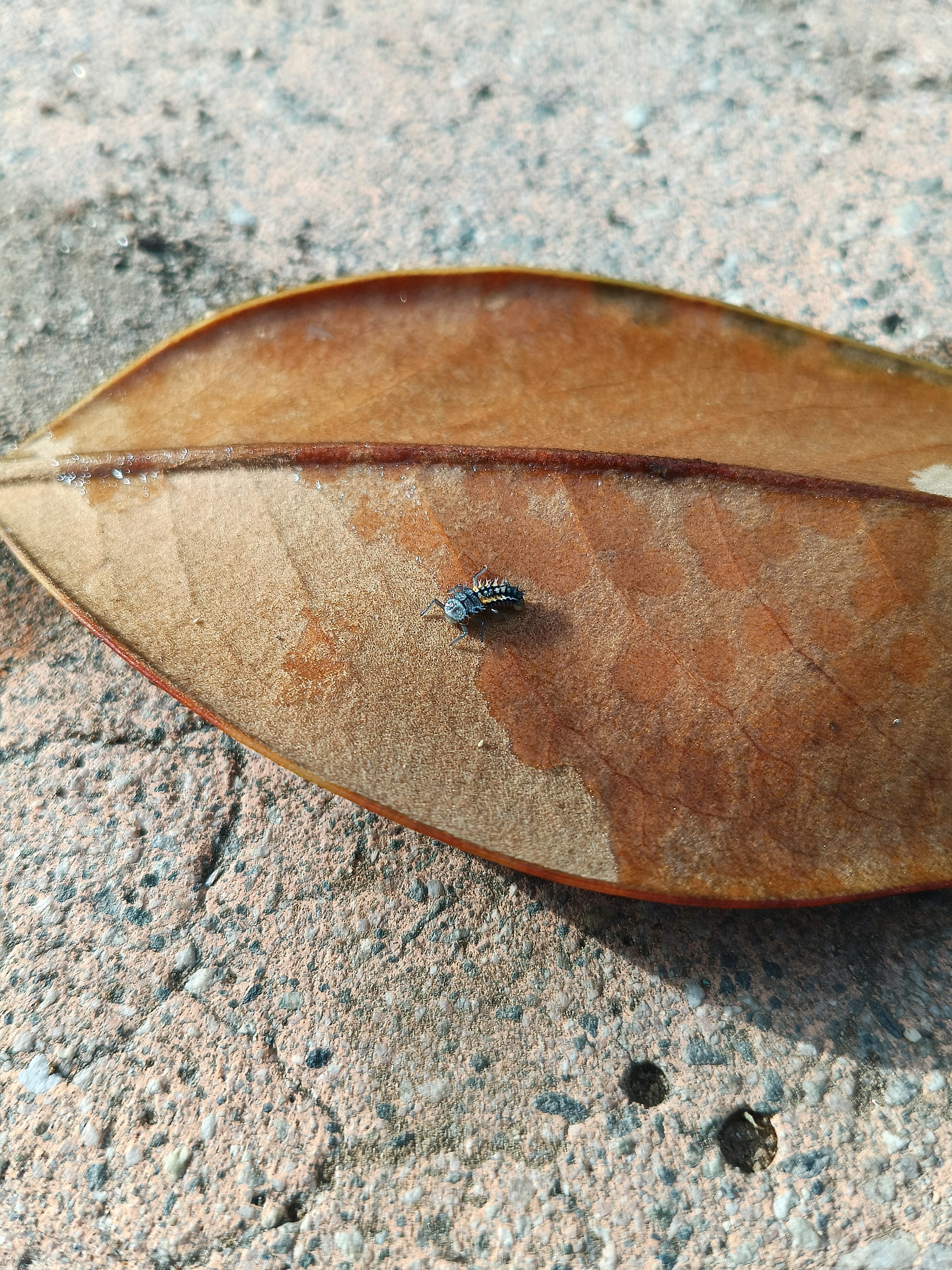 Bug on leaf taken in macro mode on TCL 50 XL 5G.