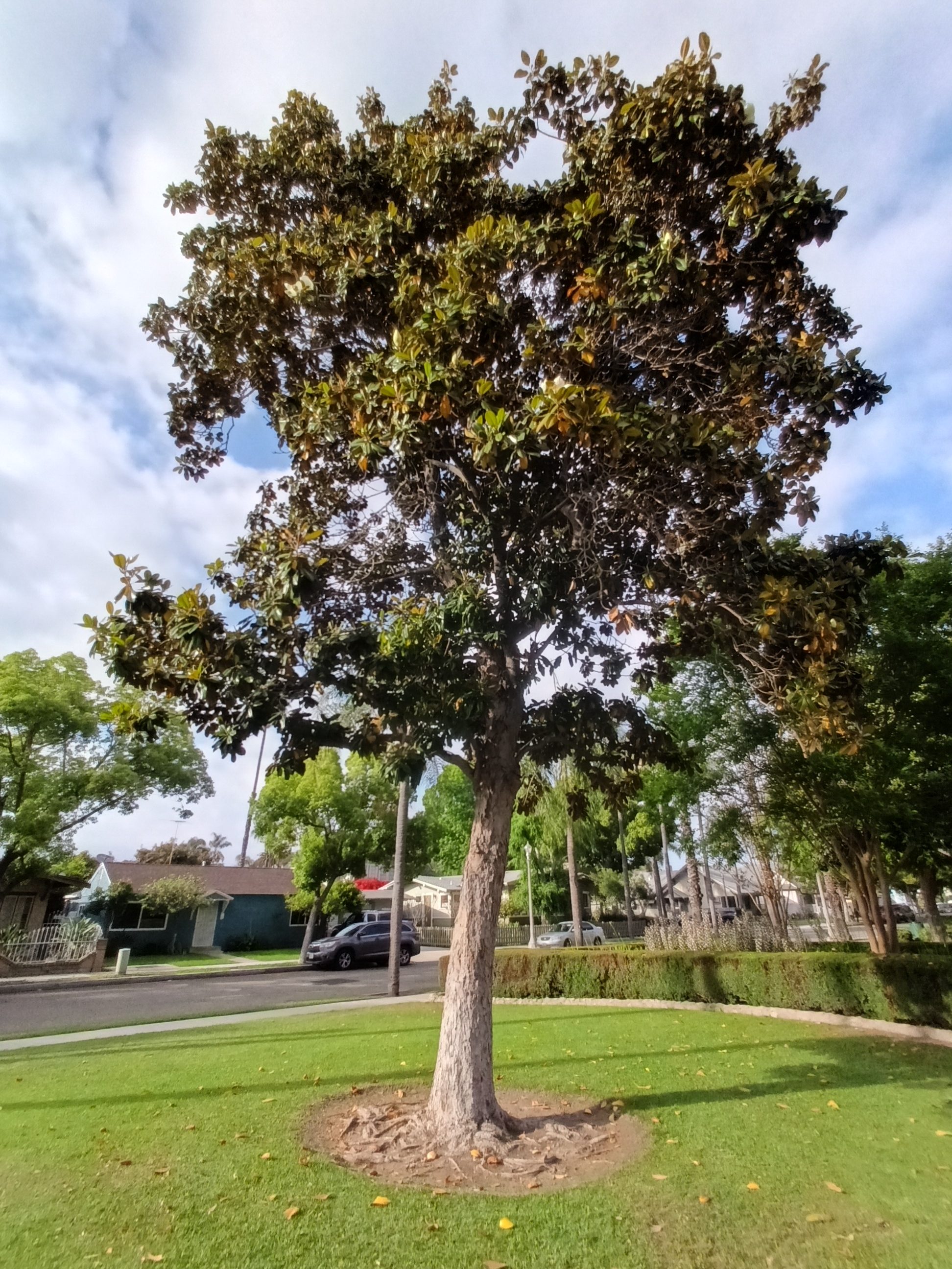 Ultrawide shot of tree taken with TCL 50 XL 5G.