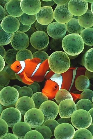 iOS clownfish