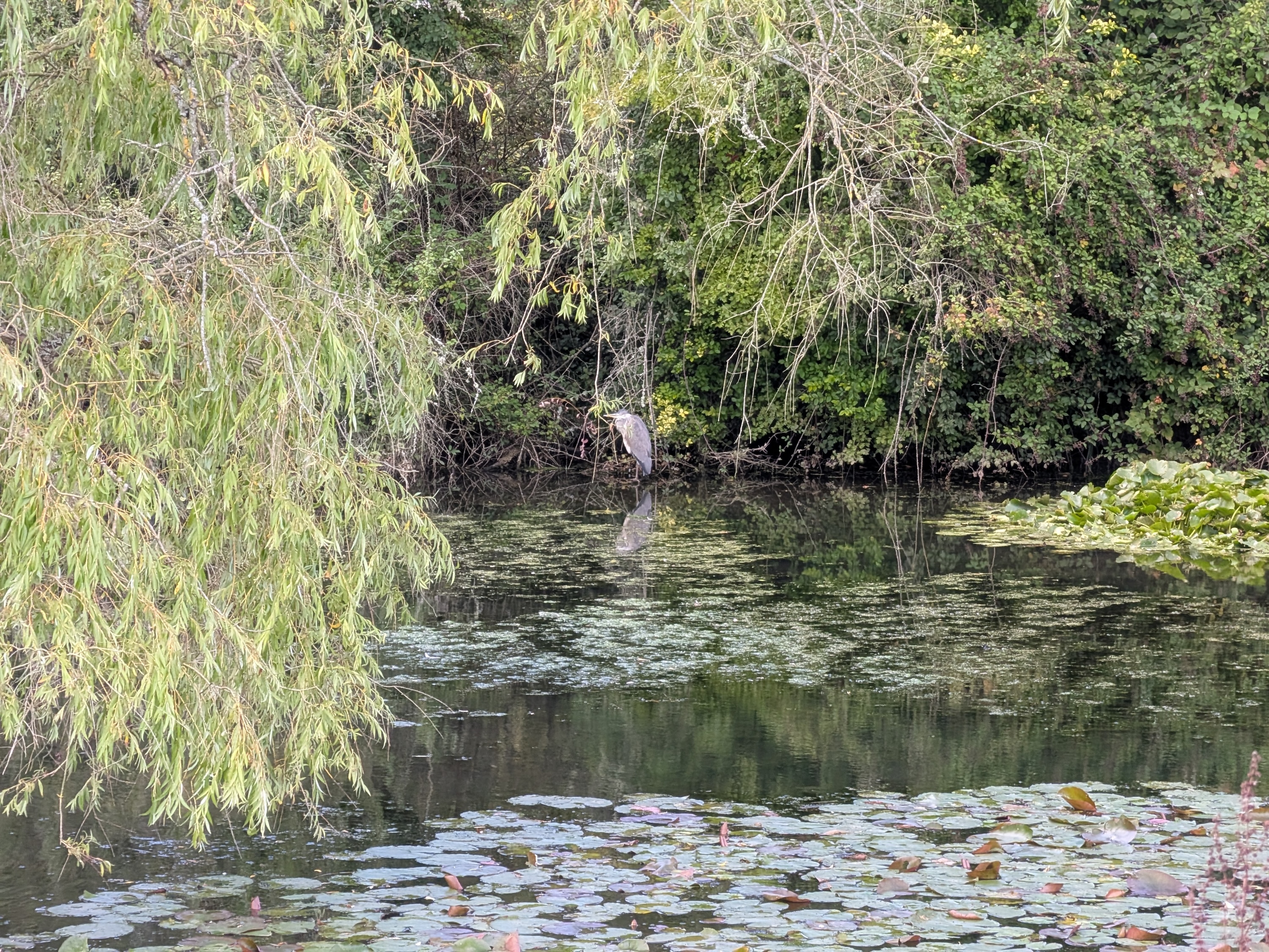 A photo taken with the Google Pixel 9 Pro Fold's 5x zoom camera.