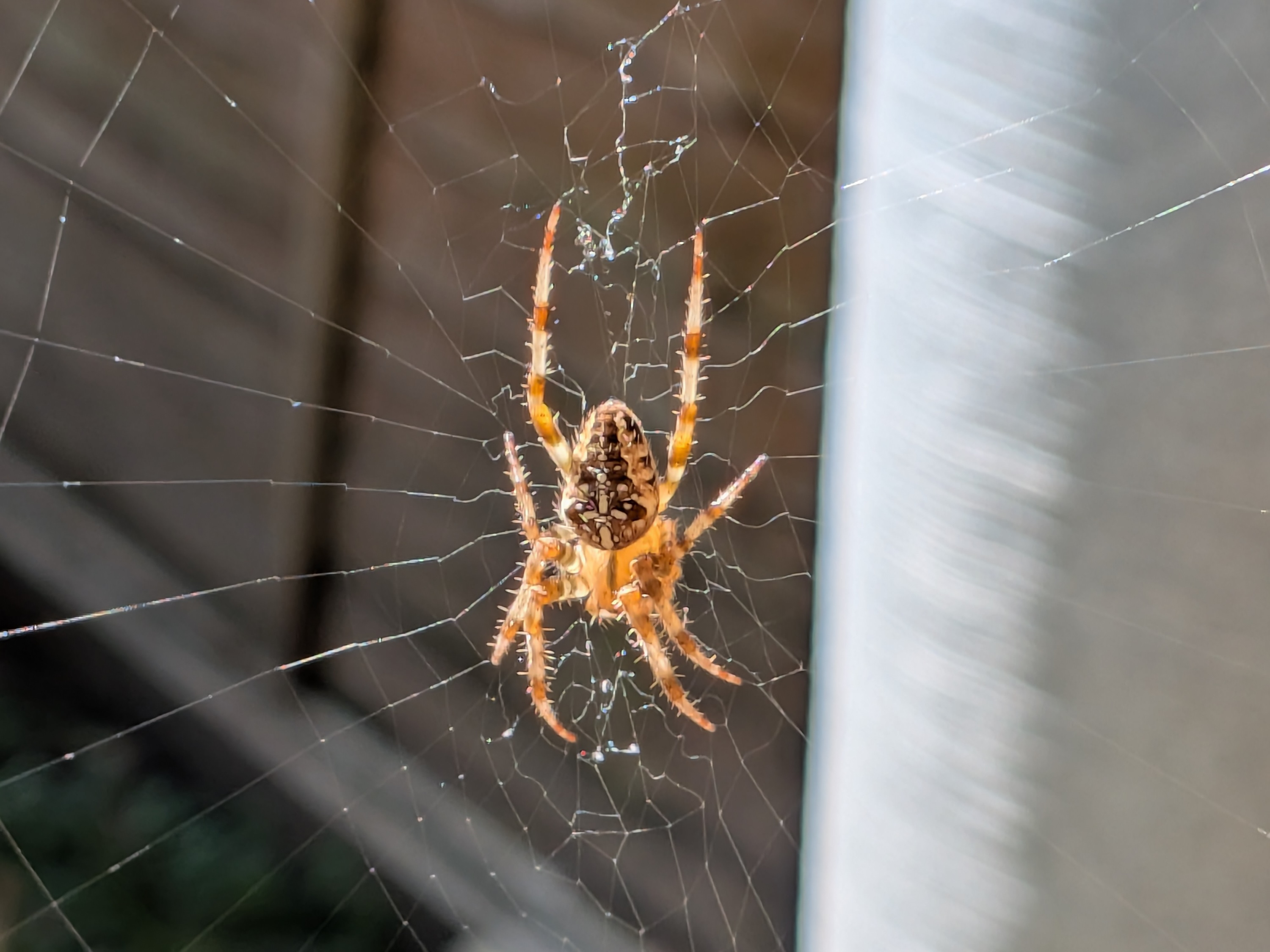 A photo taken with the Google Pixel 9 Pro Fold's main camera in macro mode.