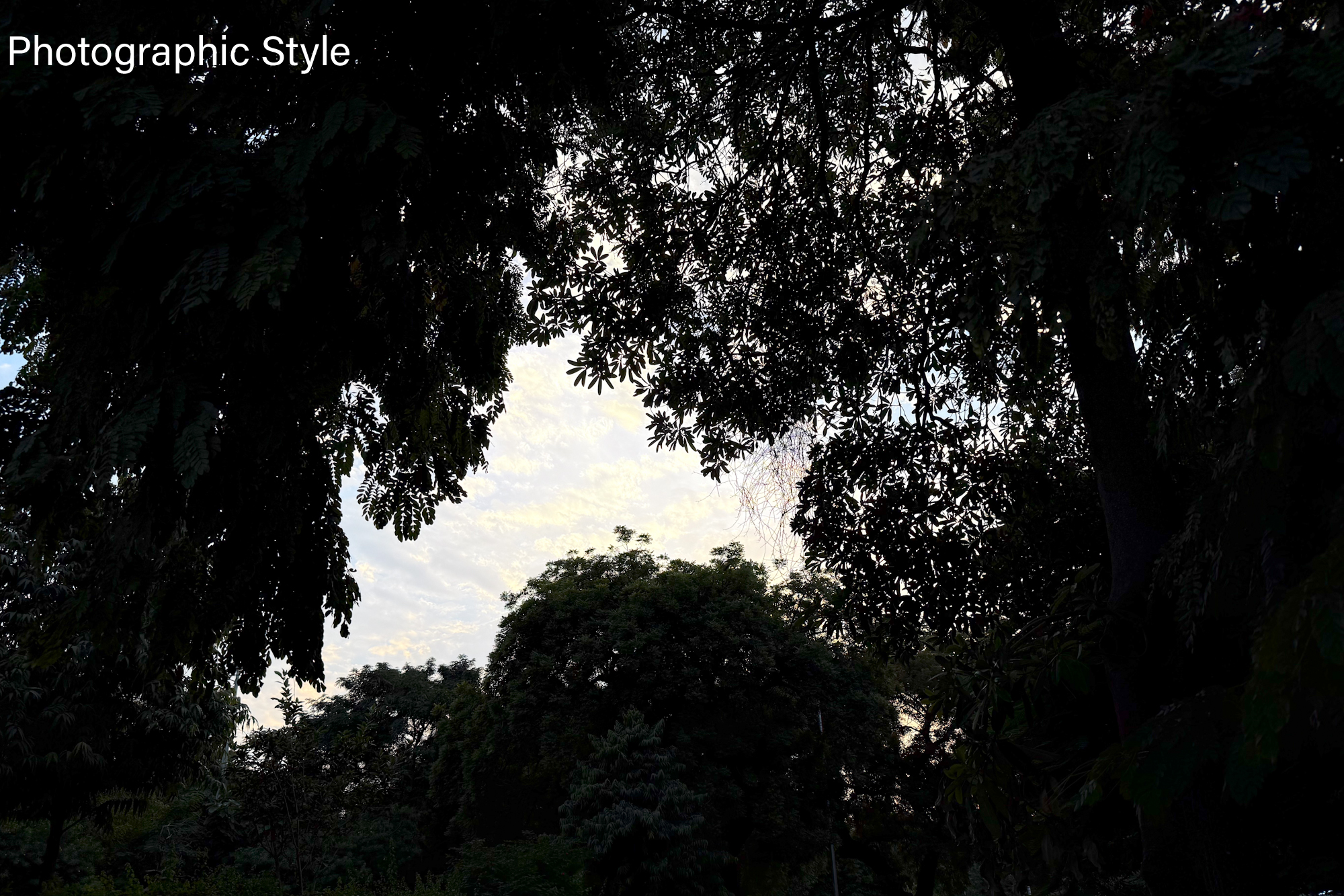 Tree and sky sample 1 clicked with Photographic Styles on iPhone 16 Pro.