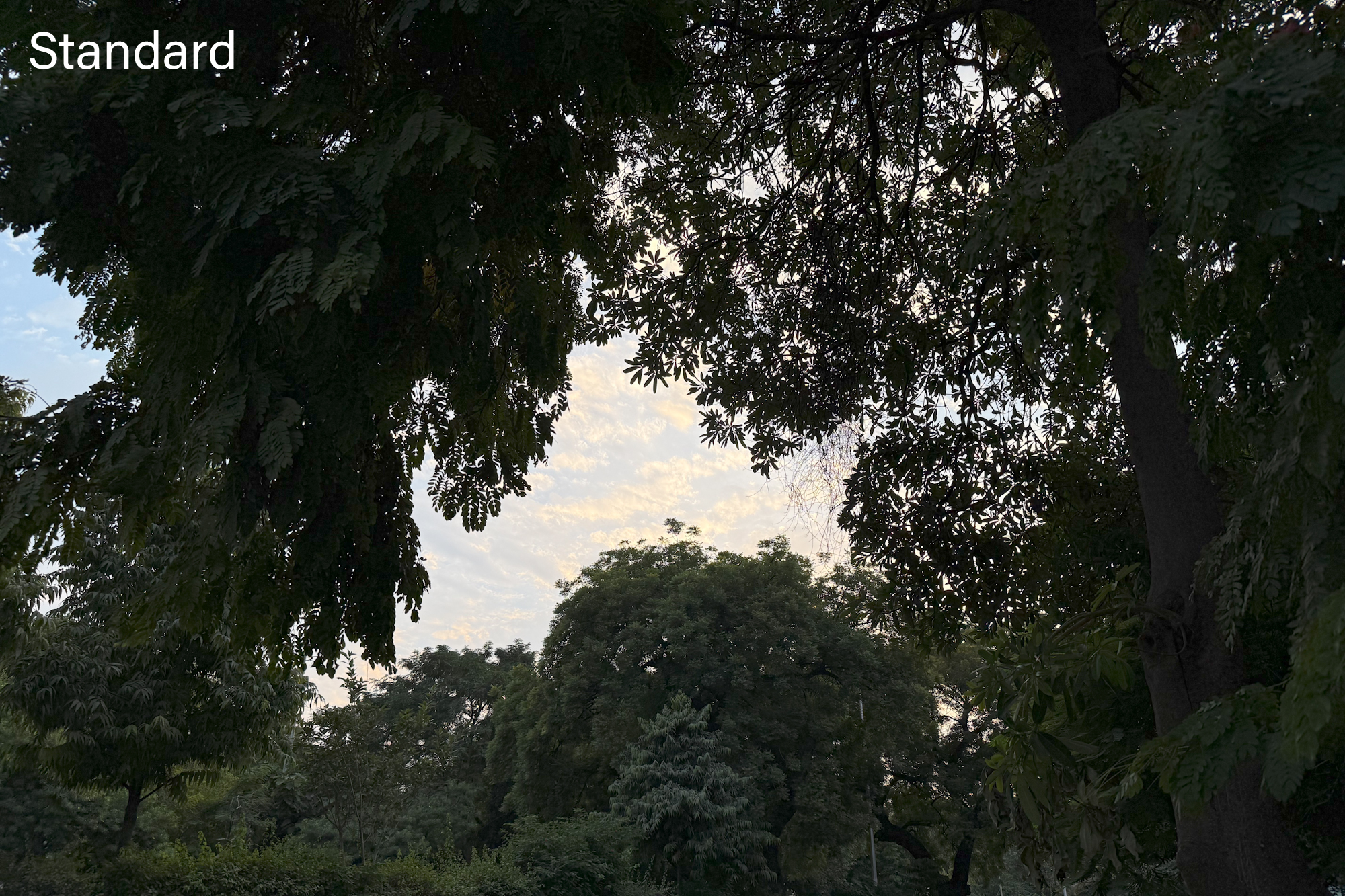 Tree and sky sample clicked without Photographic Styles on iPhone 16 Pro.